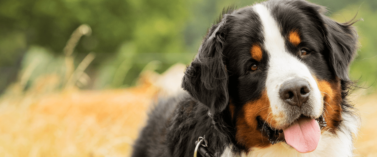 Bernese mountain dog