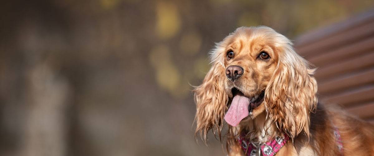 cocker-spaniel