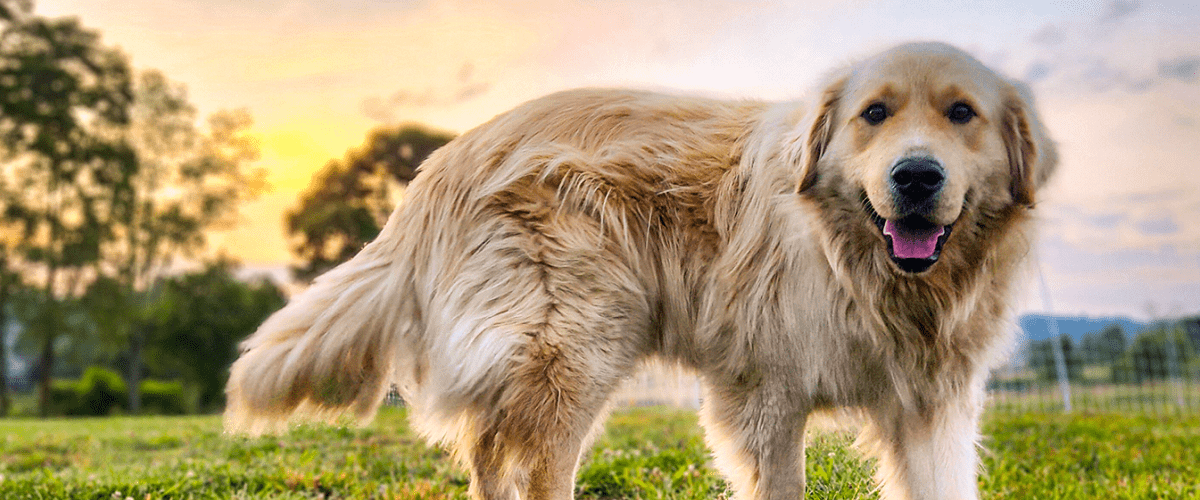 Golden Retriever 