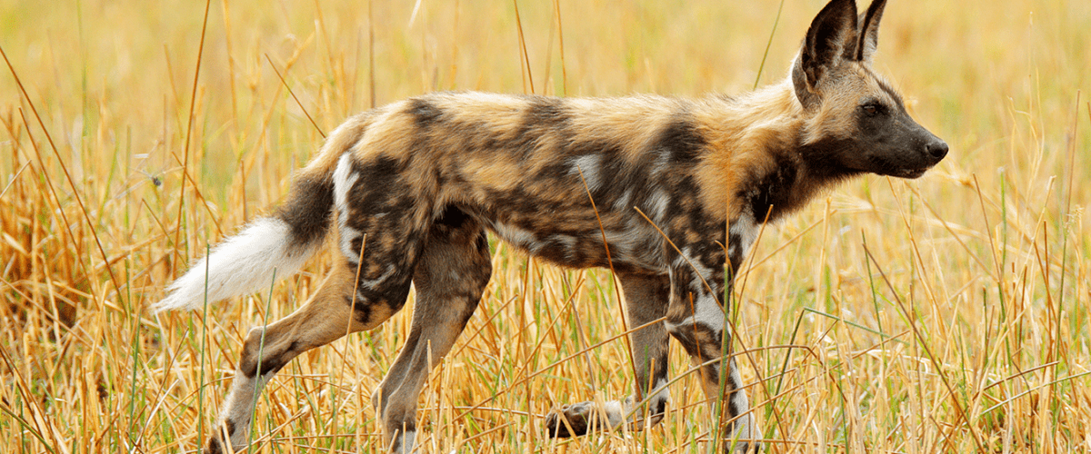 wild dog