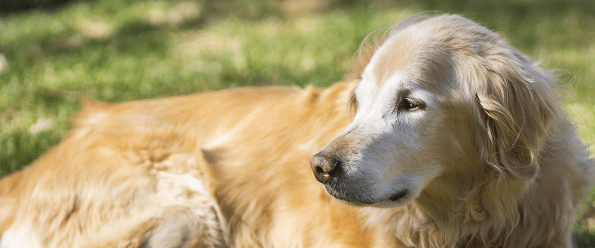 golden retriever 