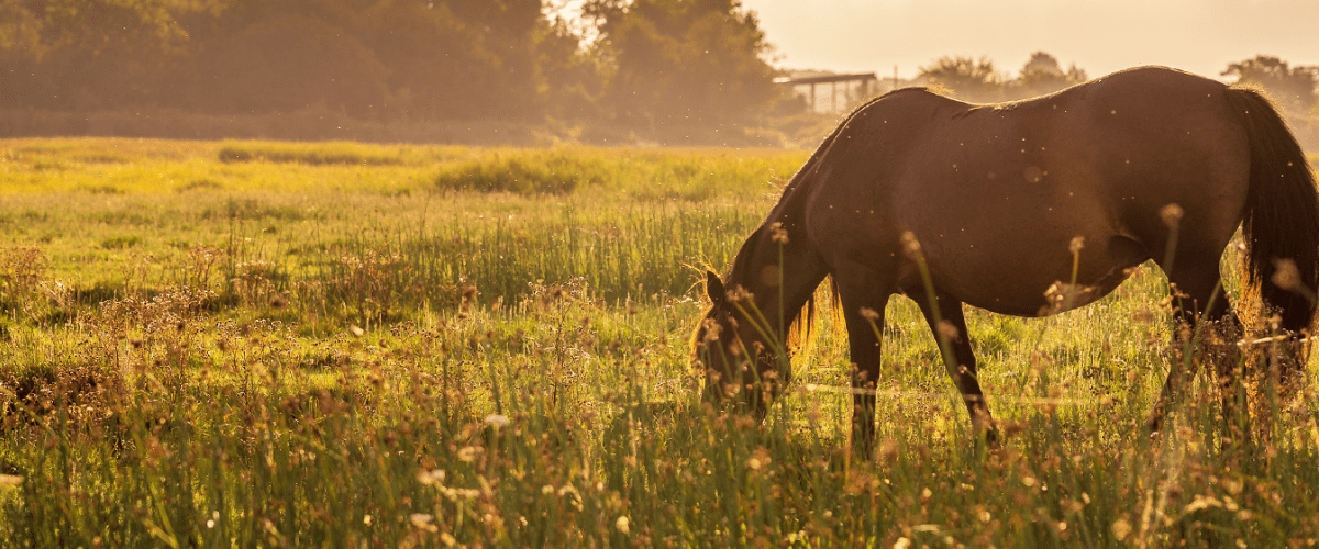 horse