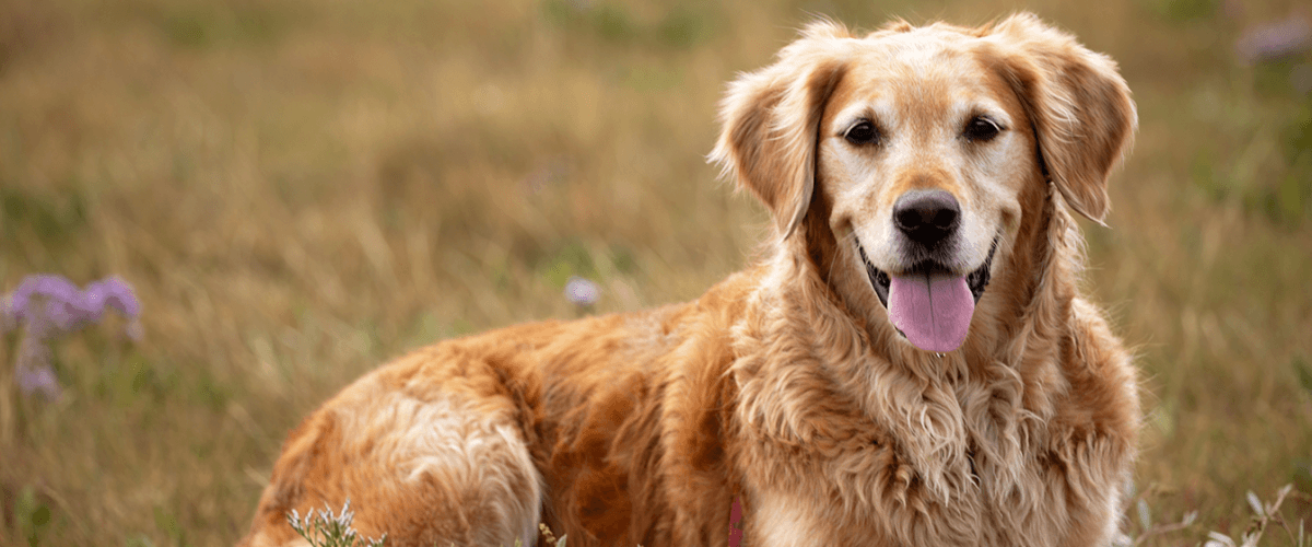 Golden Retriever 