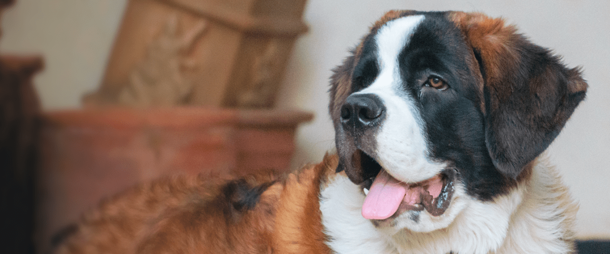 St Bernard