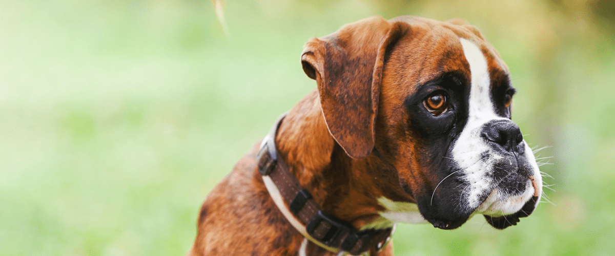 Boxer dog with a collar on with greenery in the background