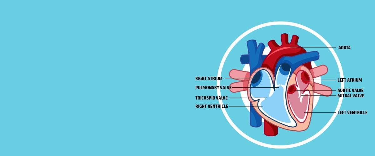 heart diagram