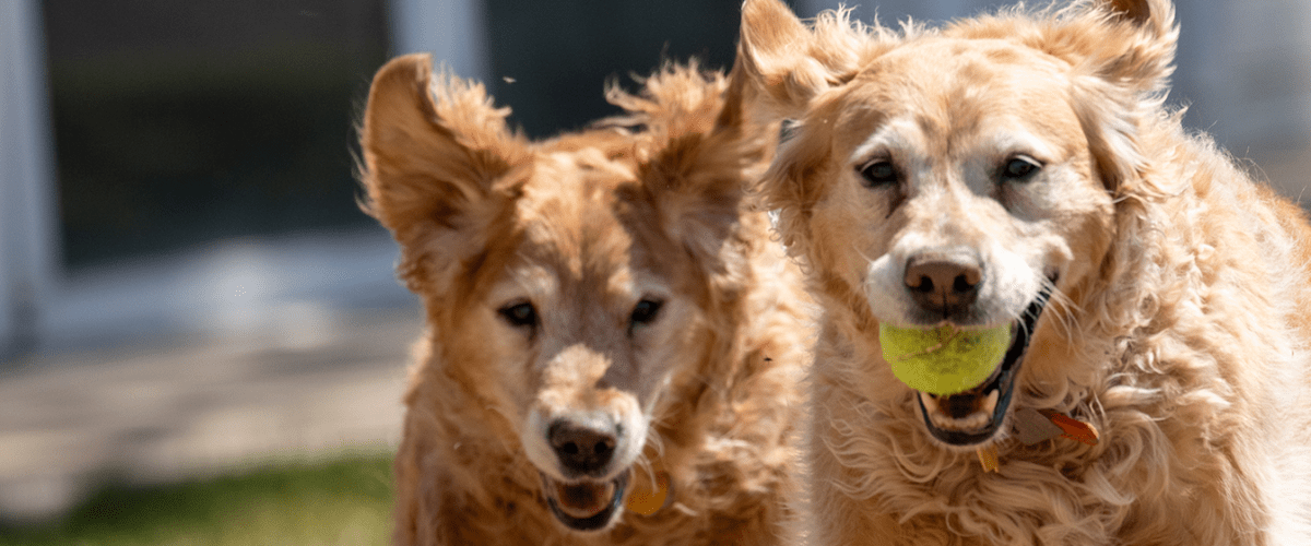 Golden Retrievers