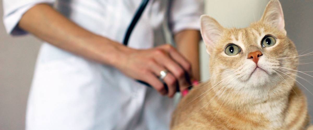 Cat being examined by veterinarian