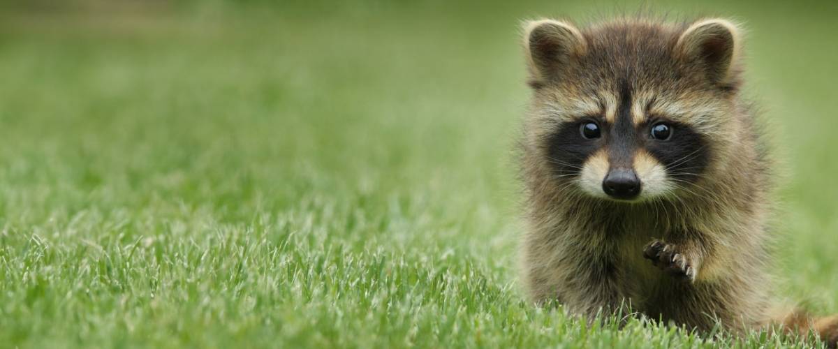 Baby raccoon 