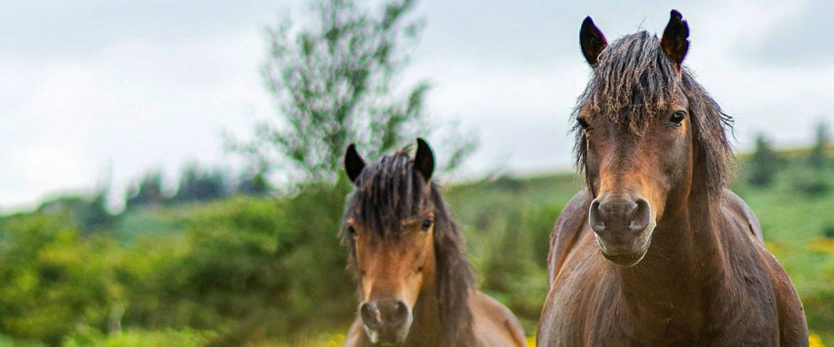 Horses grazing