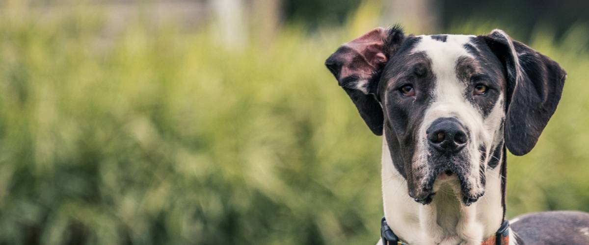 Great Dane