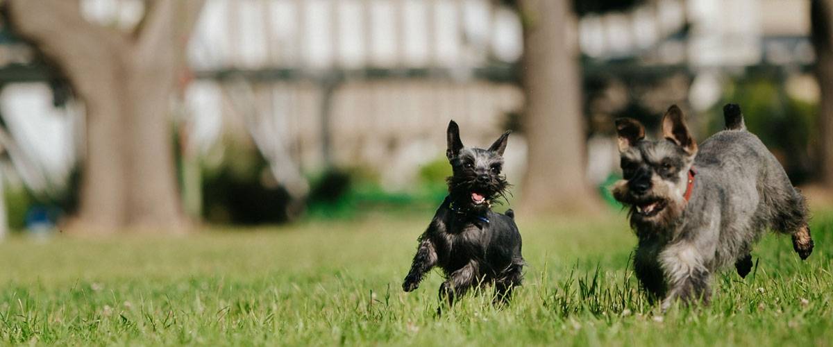 Two Scotty dogs running in a field