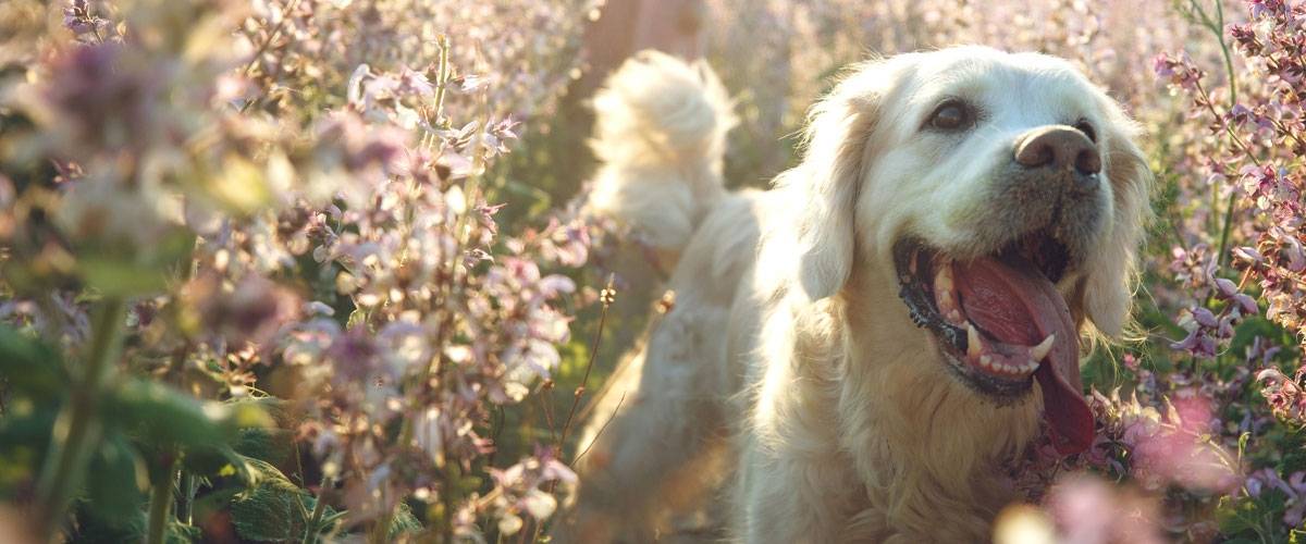 Golden retriever puppy smiling in field