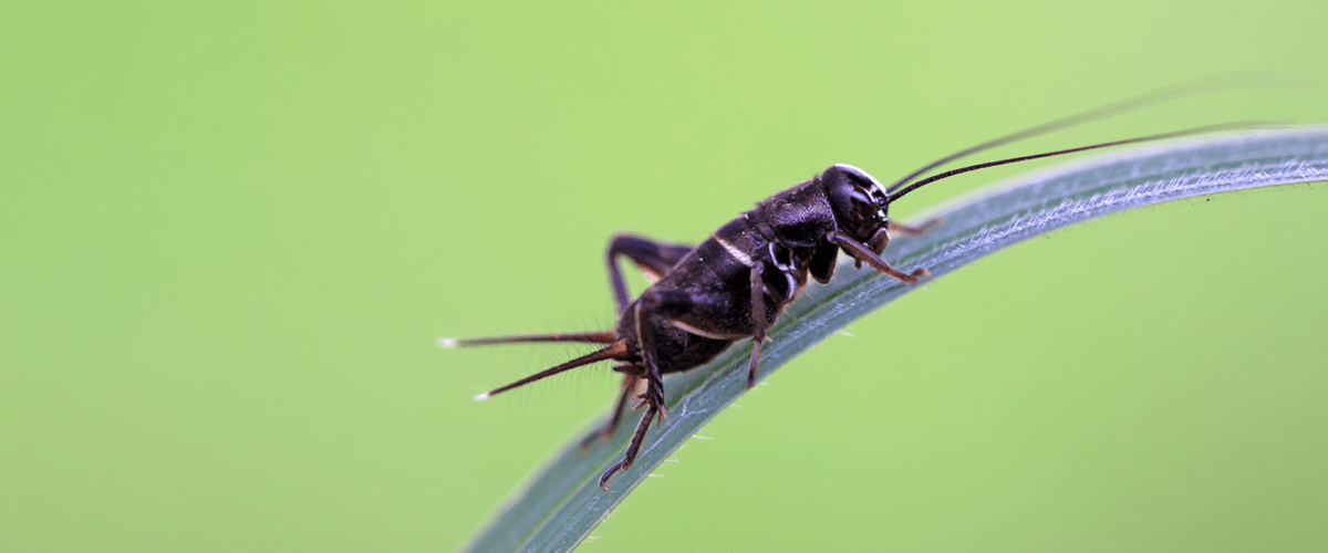 An image of a cricket