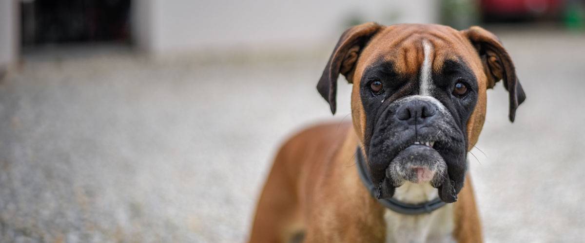 Boxer dog