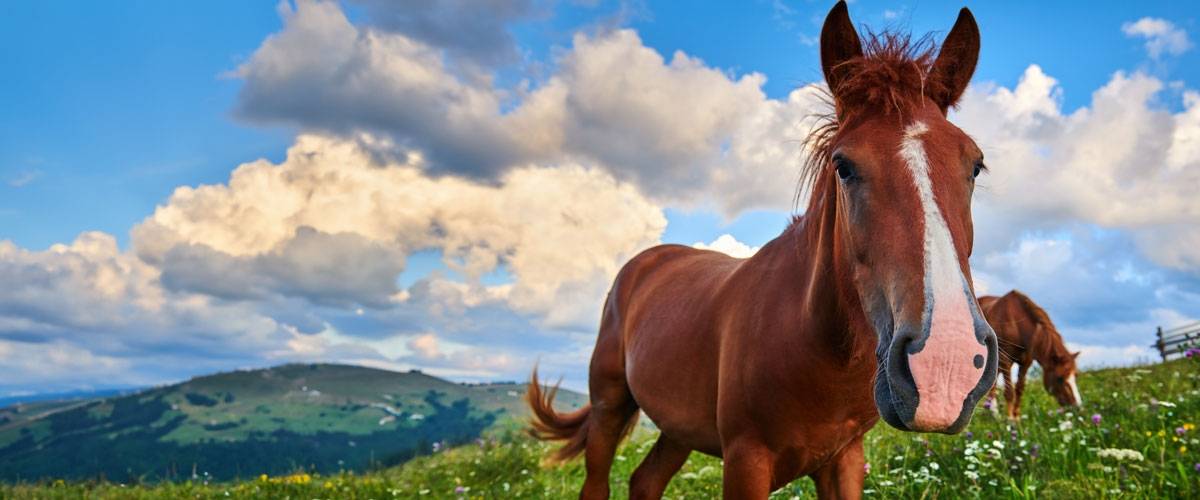 brown and white horse against blue sky with clouds