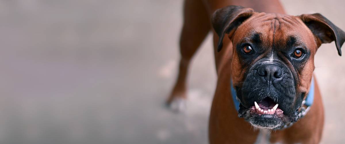 brown and black Boxer dog