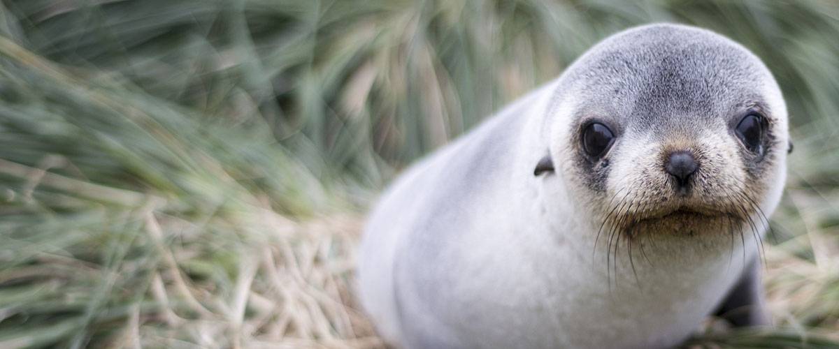 South American fur seal