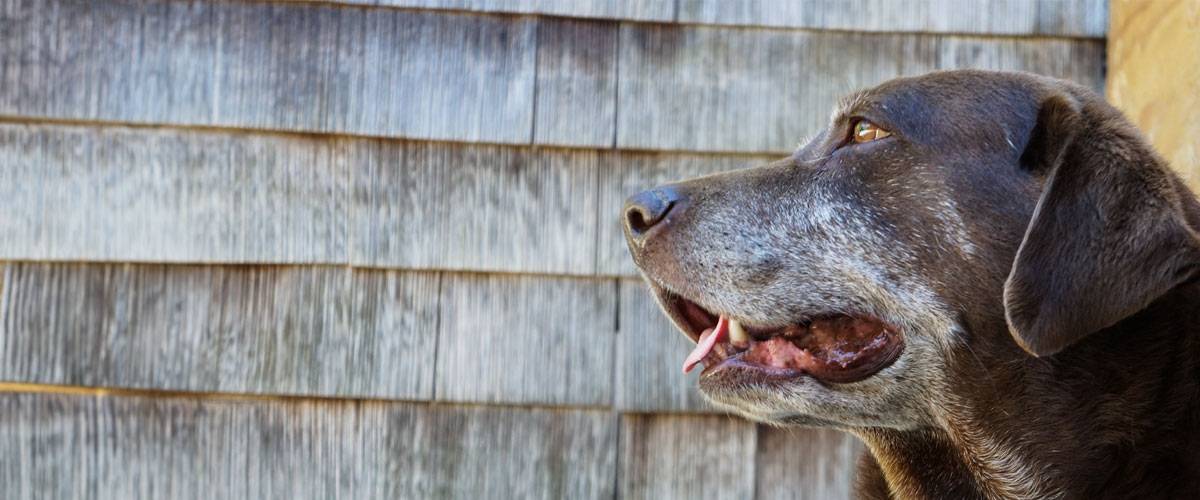 chocolate lab mix dog