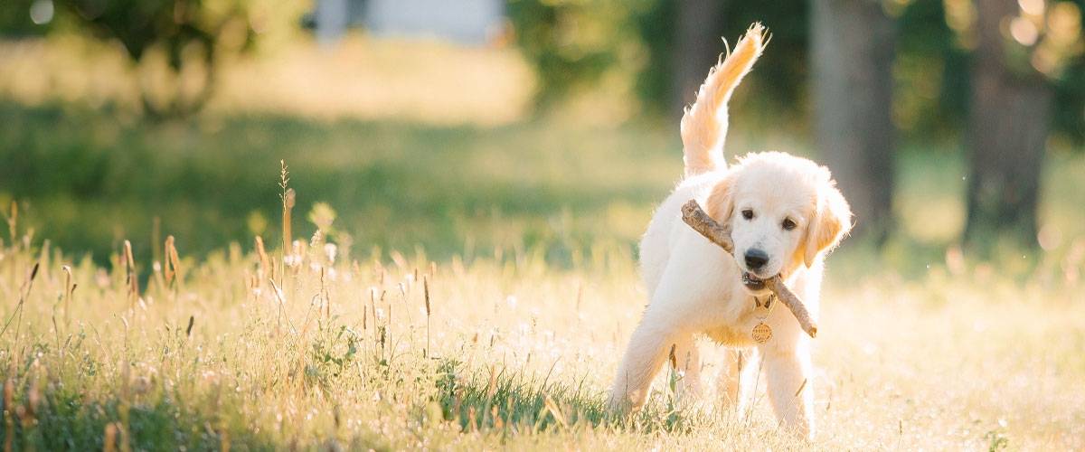 young golden retriever with stick