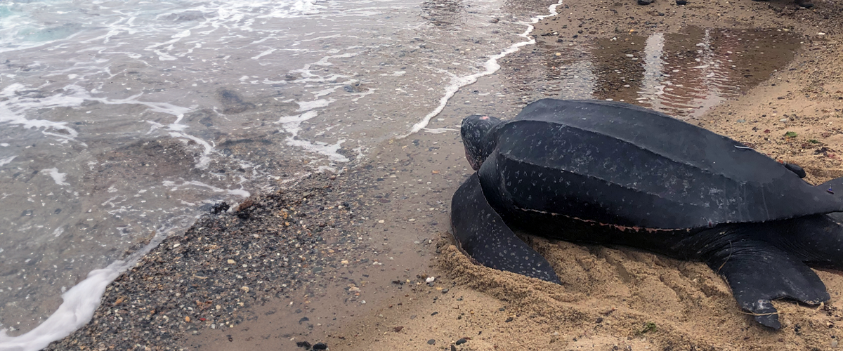 Rescued turtle on beach