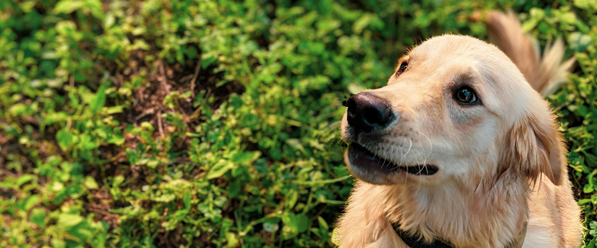 Golden retriever in grass