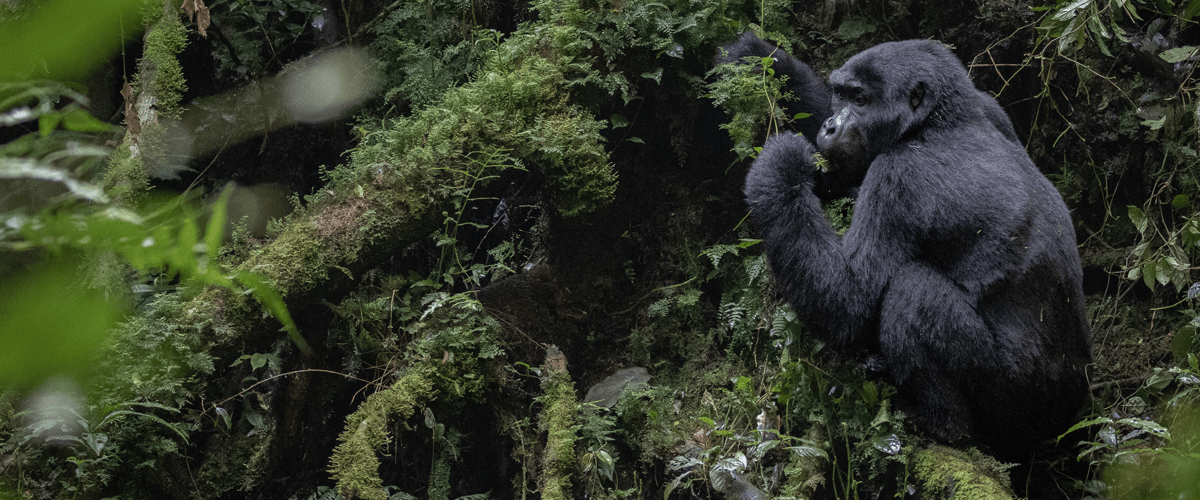 mountain gorilla