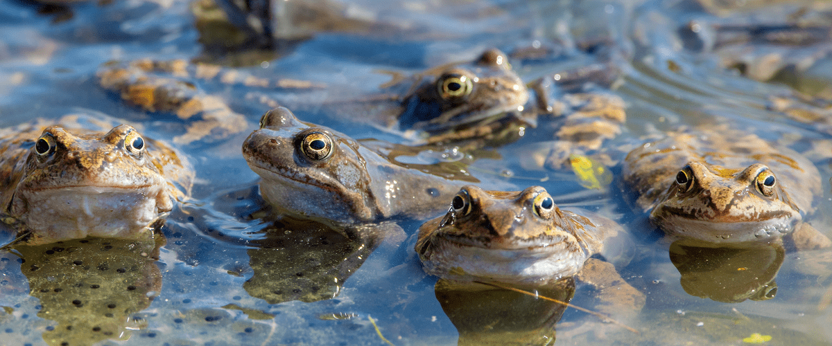 Frogs in the water