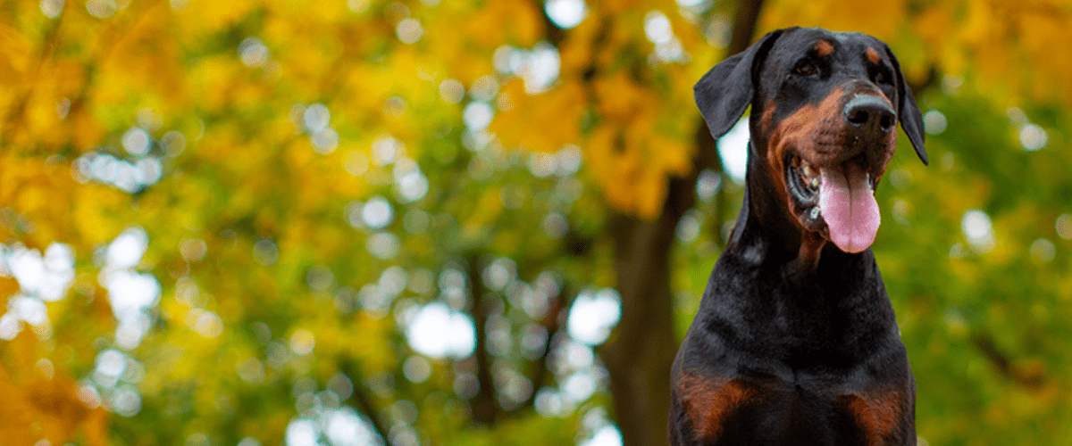 Doberman pinscher dog and autumn fall leaves
