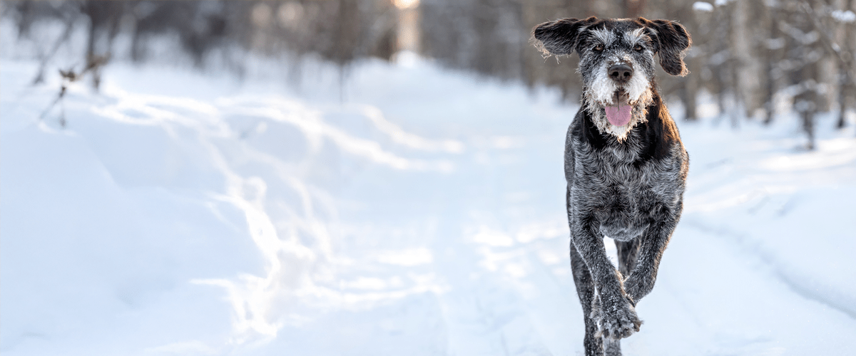older dog running in the snow