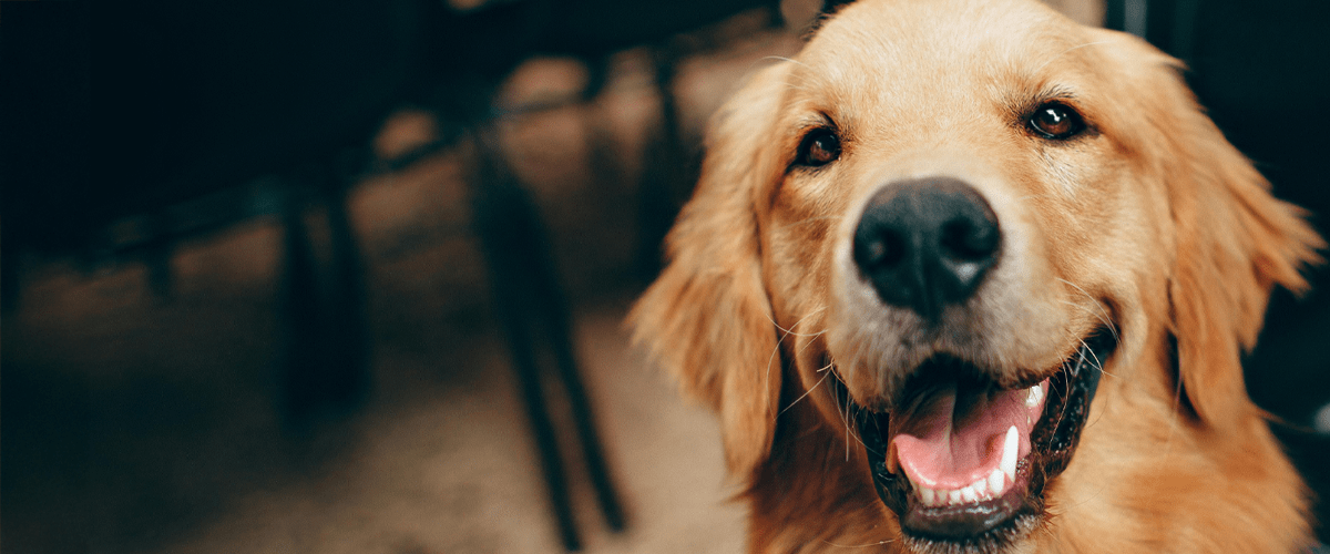 Golden Retriever looking at camera