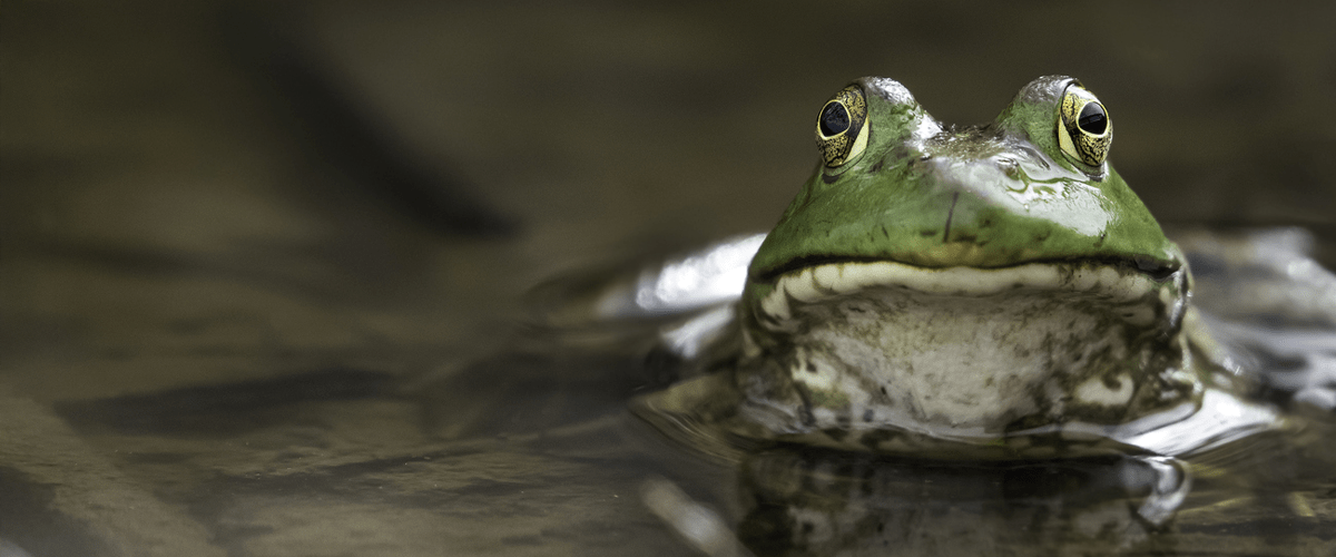 frog in water