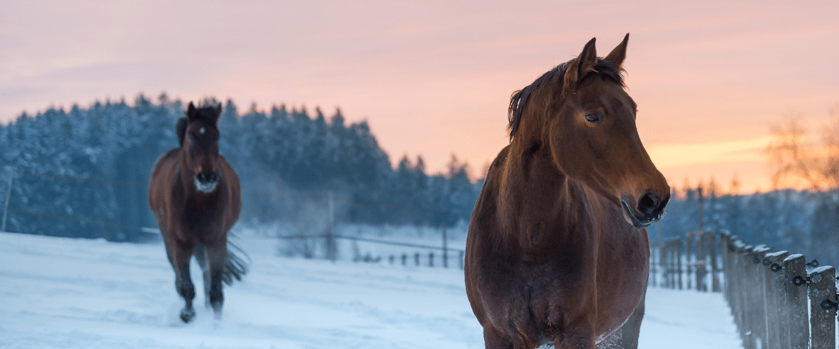 One brown horse looking right in the snow with a sunset in the background