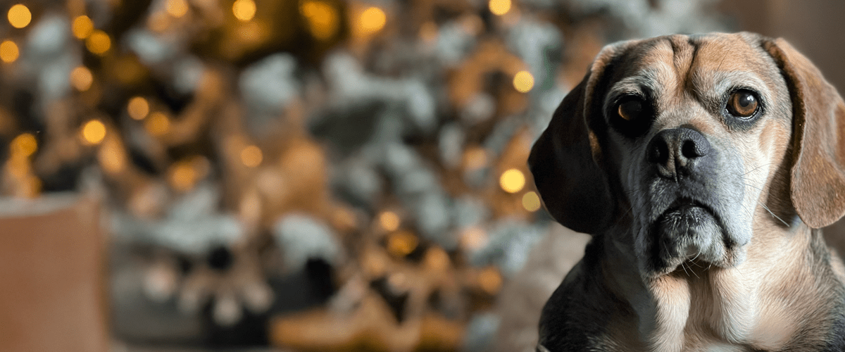 Senior puggle dog