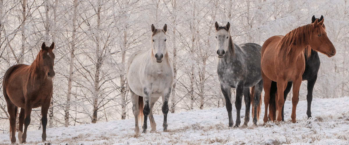 horses in a snowy forest