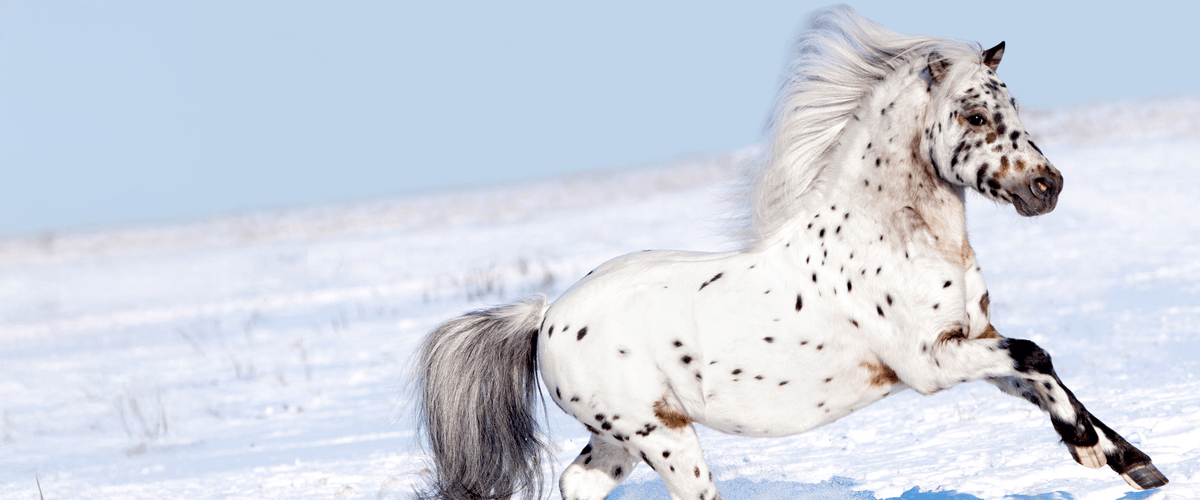 A white with black spots horse galloping through the snow
