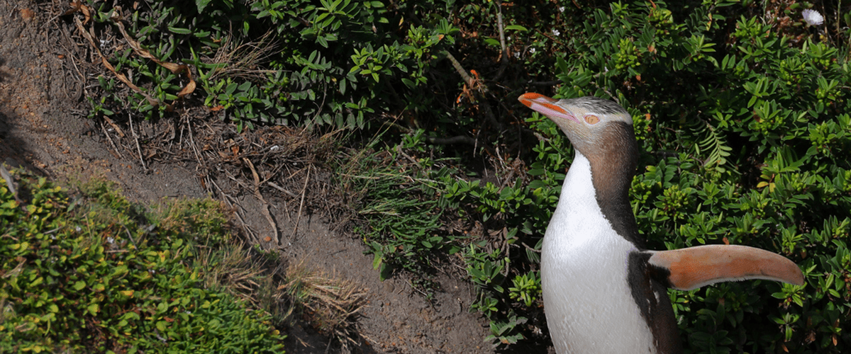 yellow-eyed penguin, or hoiho in New Zealand