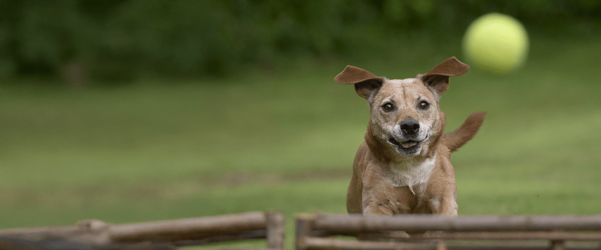 Older tan dog chasing a tennis ball
