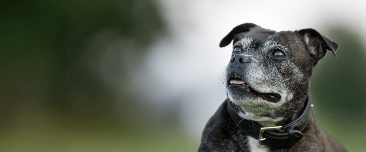 Black pug dog mix sticking out tongue