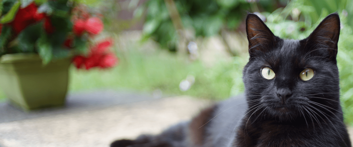 black cat laying on a patio in front of a pot of red flowers