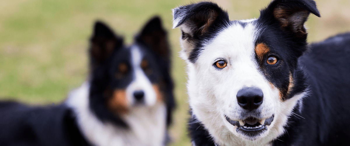two black and white border collie mixed breed dogs