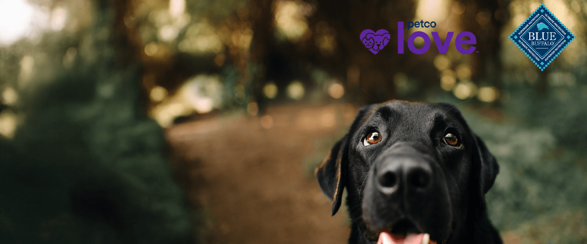Close-up of a black Labrador dog on a forest path with Petco Love and Blue Buffalo logos in the background