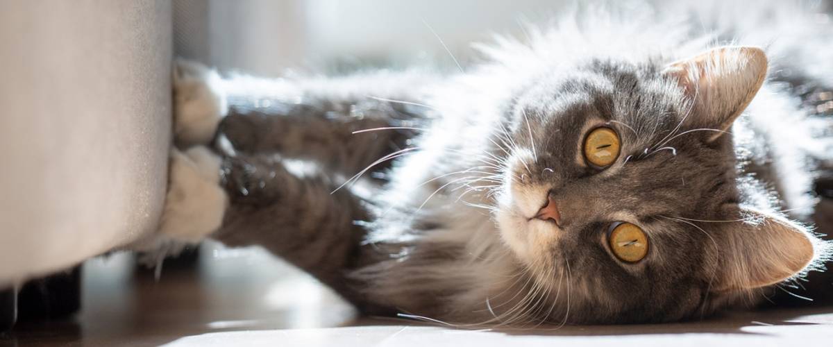 long-haired gray cat