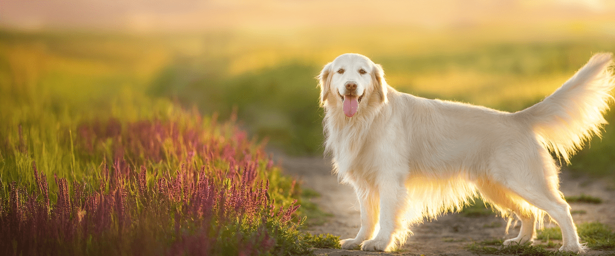 golden retriever on a sunset-lit path