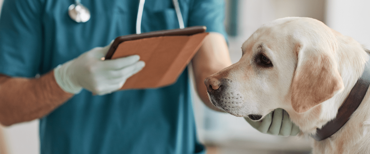 yellow Labrador retriever dog being treated by veterinarian