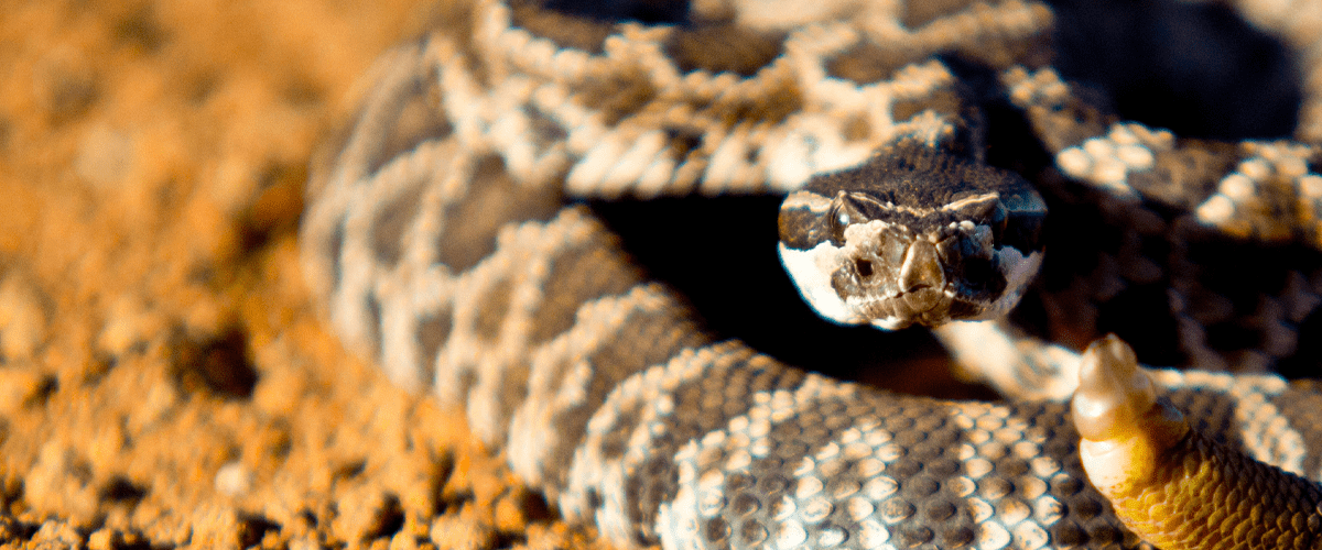 spotted snake in the sand