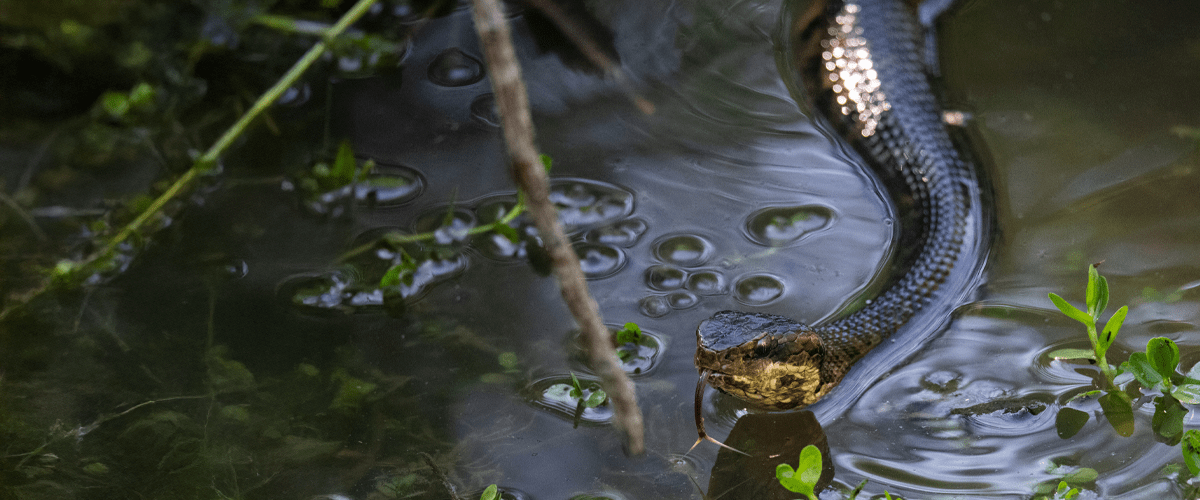 snake slithering in the water