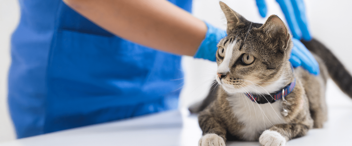 gray and white tabby cat being examined by veterinarian