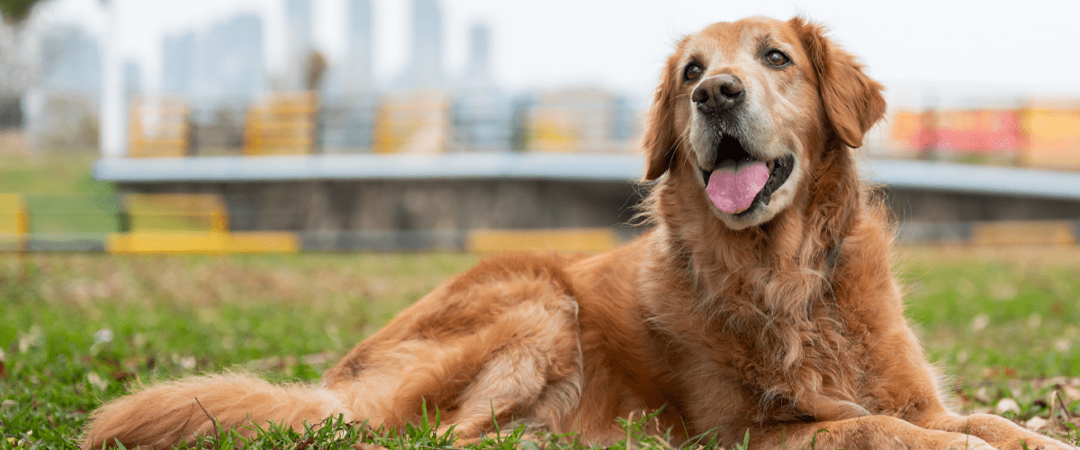 older golden retriever laying in grass sticking out tongue