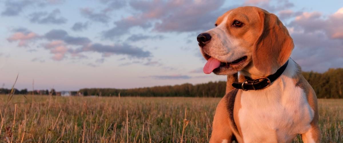 beagle hound mix dog at sunset